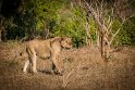 074 Kruger National Park, leeuw